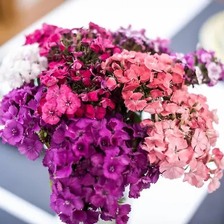 Angie In The Centre Of דירה *