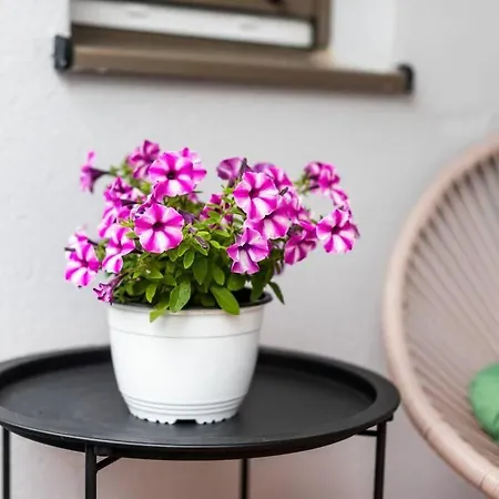 Angie In The Centre Of Metković